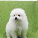 도그블랑 이미지