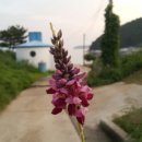 덕원길 Daum카페