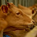 다만축산 이미지