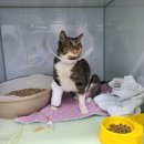 펫피아 동물병원 | 잊어버리기전에 기록해두려고 쓰는 글 2