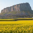 설산농장2 | 제주도 3월 유채꽃 &amp; 오름 당일치기 코스 완벽 정리 – 산방산·섭지코지·녹산로