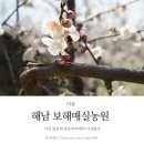 해남당일치기여행 첫출사 보해매실농원