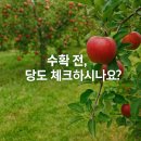 전원농장 | 사과농장에서 직접 써본 당도계, 웰센스 후기!