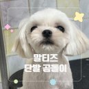 포댕 이미지