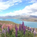 뉴질랜드 테카포 호수 Lake Tekapo 이미지