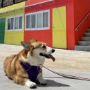 나라애견 이미지