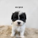 김해 강아지분양 고양이분양 똥강아지 이미지