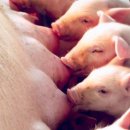 대덕농장 이미지