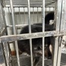 (주)분도이엔지 | • 부산 동물 보호 센터 봉사 후기 3 •