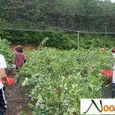 쌍치블루베리 이미지