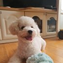 송이치킨 이미지