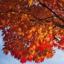 지게마을 | 코레일 여행가는가을 양구 찐빵여행 지게마을 곰취찐빵만들기 체험 후기