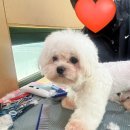 포항애견 이미지