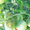 나유농장 이미지