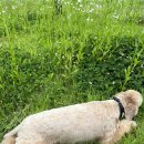 플로라그루밍독 이미지