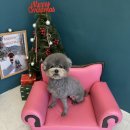 홀리몰리살롱 이미지