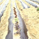 은선농장 이미지