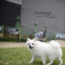 스타애견 이미지