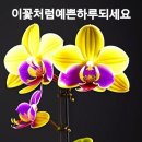 행복을주는꽃 이미지