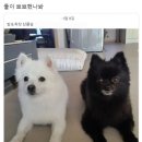 마이유얼스