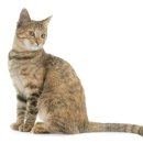 도그바이러스 | 인천고양이분양 도그마루를 선택하는 이유