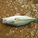 대청호. 회남대교 근처 (번개신청게시판 지도 일부지역) 이미지