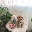 초원애견샵 이미지