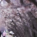 매화다리길 이미지