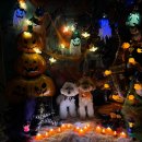 헤이호미 | 김해시 애견카페 TOP 10 가성비 좋은 선택지 비교 정리