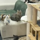 냥카페,루브 이미지