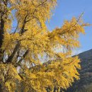 신당마을회관 | 창녕 신당리 은행나무 24년 12월 1일 방문 후기