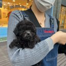 달링하이 강아지분양 창원점 이미지