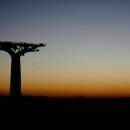 바오밥나무 이미지