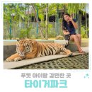 호랑이 | 푸켓 아이랑 갈만한 곳 타이거파크 입장료 예약 가격 호랑이 후기