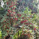 Top 고추장찌개 이미지