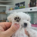 후니네멍멍이 이미지