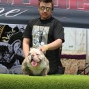 명품켄넬 이미지