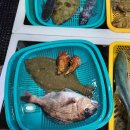 지영이네 생선가게 이미지