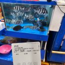 소래축산 | 먹는재미) 강서수산물도매시장 - B60 광주상회 후기