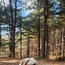 잣나무숲 이미지