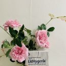 리드메디칼 이미지