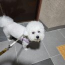 반려견 천연 아로마 테라피 이미지