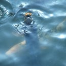 물반고기반 이미지