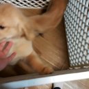 댕댕이밥상 이미지