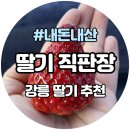 문가네 | 강릉딸기체험 연곡해변딸기맛집, 문가네 딸기 직판장 솔직후기