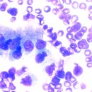 VIP 반려동물 암센터 이미지