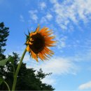 산호대교주유소 이미지