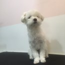 펫을 부탁해 이미지