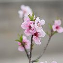 복숭아꽃살구꽃 이미지