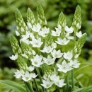 🌸아라비아의 별,오니소갈럼(Ornithogalum) 이미지